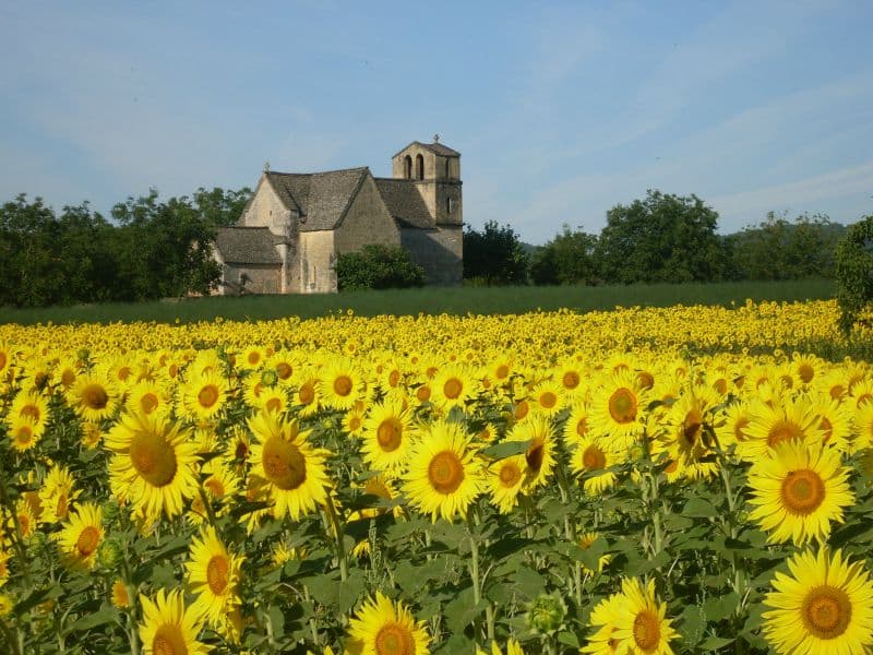L'église de Vézac entourée de tournesols en été