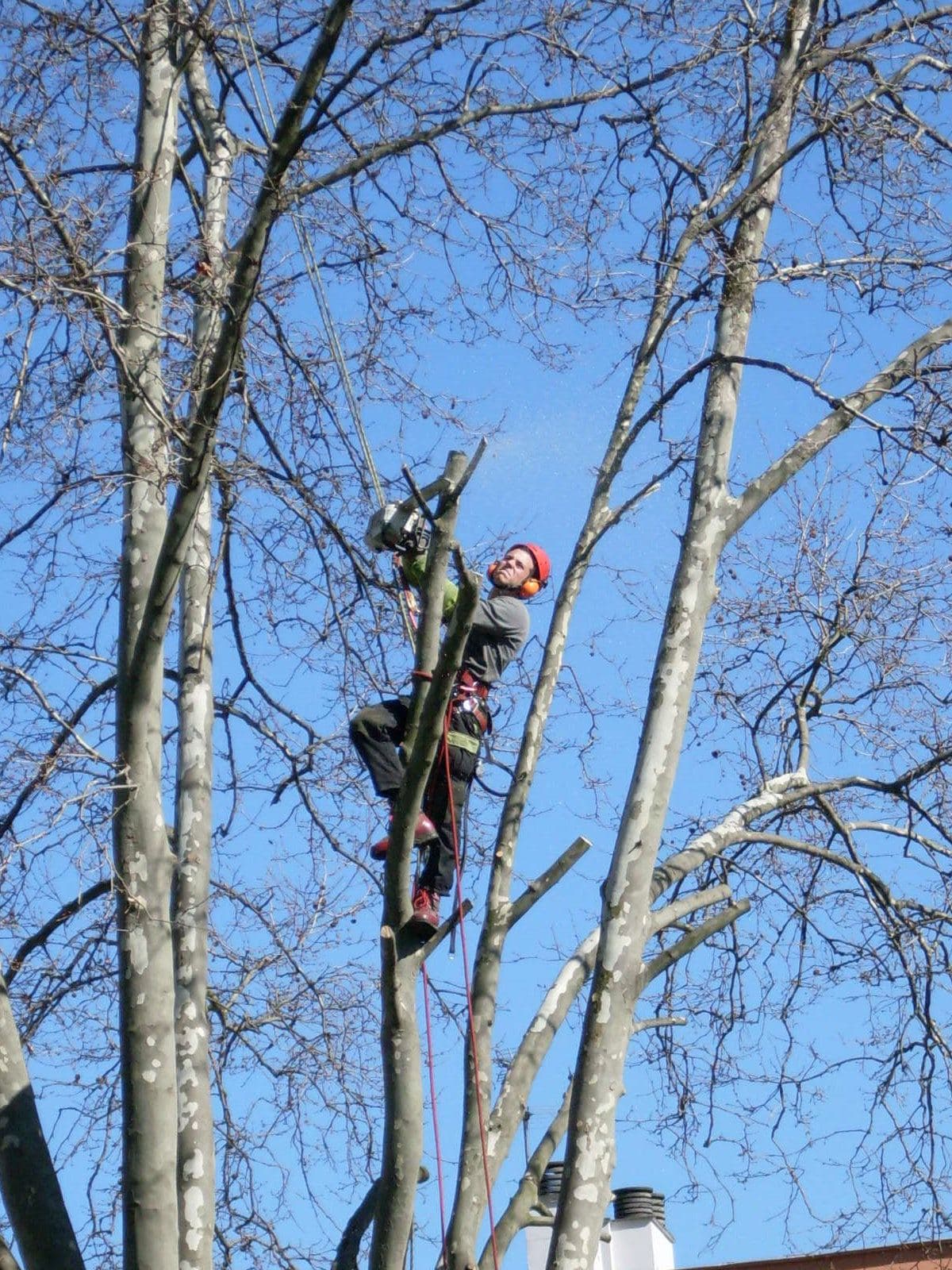 Un élagueur dans un arbre, tronçonneuse à la main