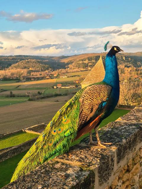 Un paon sur le muret du belvédère, la vallée de la Dordogne en arrière-plan